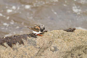 Ruddy turnstone (Arenaria interpres) camouflaged by rocks, foraging, Musselburgh, United Kingdom