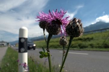 Roadside Wildflowers in Flums, Switzerland © elliottcb