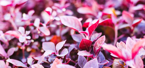 Close up purple leaves