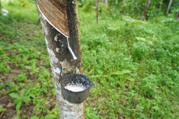 Rubber tree garden in south of Thailand