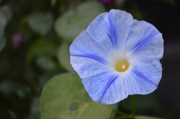 blue flower in garden
