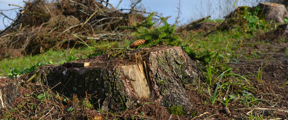 Осенний лес