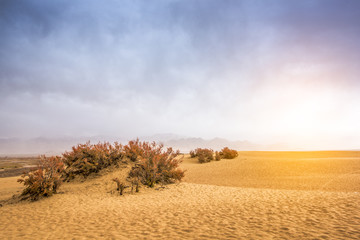 Fototapeta premium sand dunes in the desert