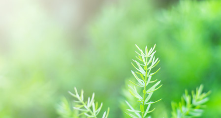 Close up small green leaves