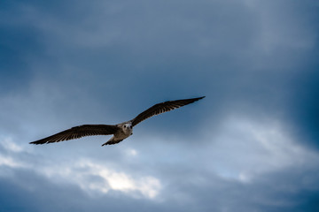 seagull © Jan