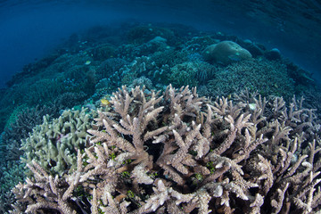 Fototapeta na wymiar Reef-Building Corals in Raja Ampat