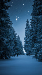 Tannenbaum im Winterwald