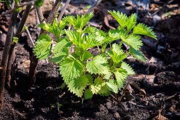 Young mint in the garden. Mint under raspberries in the garden. In the garden.