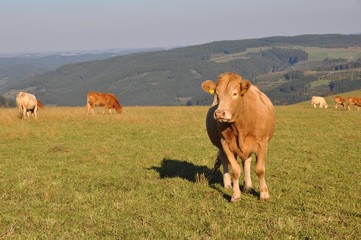 K&uuml;he auf der Weide