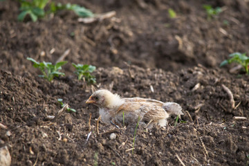 young chicken chick comes across in search of food