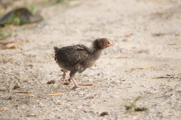 young chicken chick comes across in search of food
