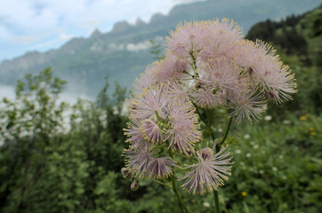 Thalictrum aquilegiifolium; greater meadow rue in a meadow in the Swiss Alps