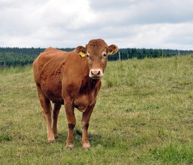 K&uuml;he auf der Weide