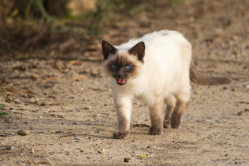 Naklejka na ściany i meble Little siamese cats mixed breed with blue eyes shows his teeth