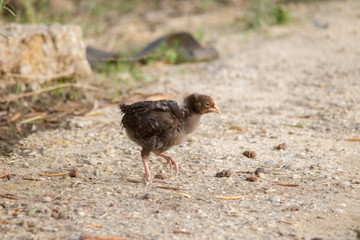 young chicken chick comes across in search of food