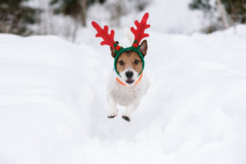 Dog wearing antlers of Christmas reindeer plays in deep snow