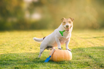 Thanksgiving concept with happy dog on pumpkin and garden tools at lawn