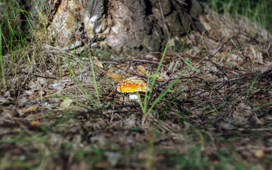 mushroom in the forest