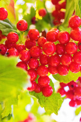 Red viburnum berries on branch in the garden. Green foliage backlit by the sun.