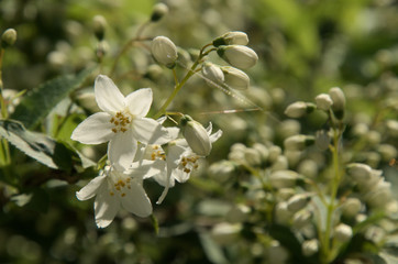 Blossom of flowering shrub in Swiss cottage garden	￼