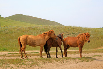 Obraz premium herds of horses grazing in the WuLanBuTong grassland, China