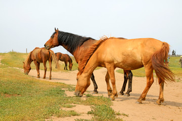 Fototapeta premium herds of horses grazing in the WuLanBuTong grassland, China