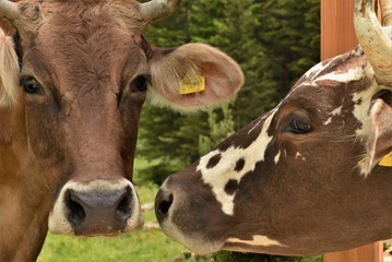 two brown cows with white spots