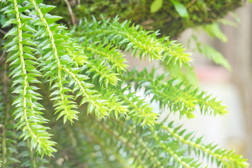 Huperzia squarrosa ferns in the garden with haze early morning,Thailand