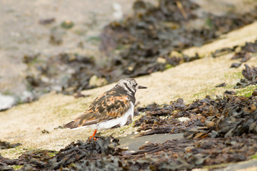 Ruddy turnstone (Arenaria interpres) camouflaged by rocks, foraging, Musselburgh, United Kingdom