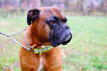 Muzzle dogs breed bulldog. Close-up of the dog looking into the distance.