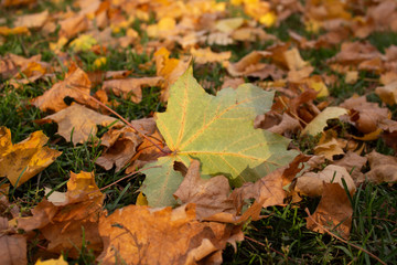 autumn leaves on green grass