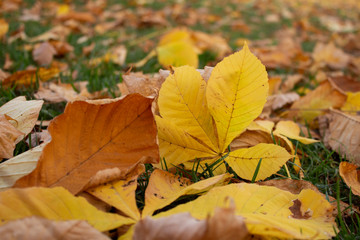 autumn leaves on ground