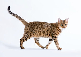 Fototapeta na wymiar Bengalen Katzen