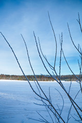 Icy tree branches in the winter forest in clear sunny weather