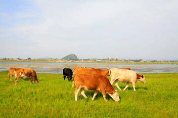 herds cattle in the WuLanBuTong grassland, China