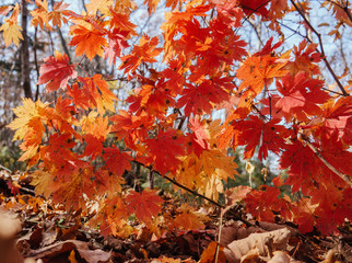 Autumn in forest - maple leaves in sunlight.