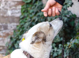 mongrel dog sniffs the owner's hand with a leash on the backgrou