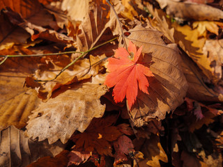 Autumn leaf closeup view - natural background.