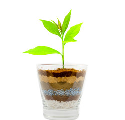 plant growing on glass of soil and fertilizer layers isolate on white background