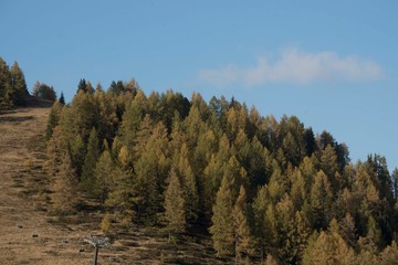 schutzwald im gebirge