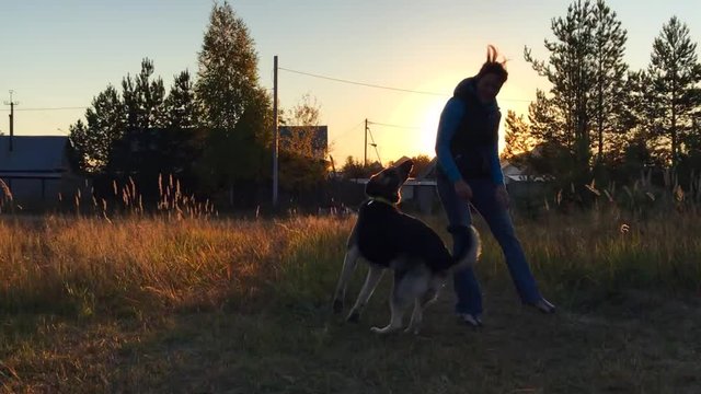 Woman playing with her dogs in the evening sunlight. Jumping Jack Russell Terrier and East European Shepherd. In slow motion.