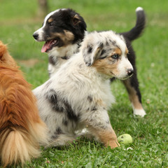 Puppies together in the garden