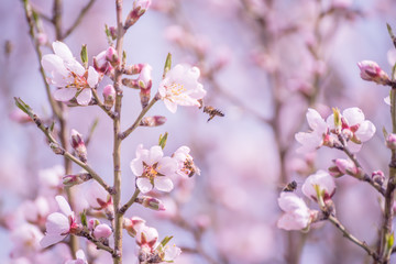 Branches of a flowering almond tree in the gentle sunlight of a spring garden. Delicate flowers and bees collecting nectar.
