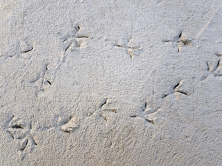 High Angle View of Foot Prints of Birds on Concrete Floor