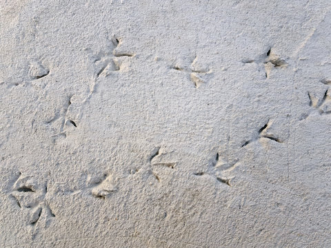 High Angle View of Foot Prints of Birds on Concrete Floor