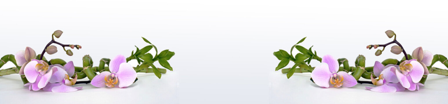 Panoramik Beyaz Orkideler