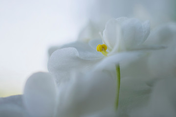 Snow white violets close-up.