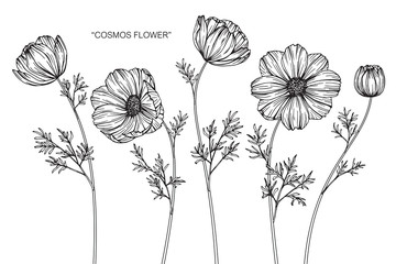 Cosmos flower drawing illustration.