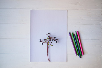 White paper, multi-color pencils and branch of wild grape.