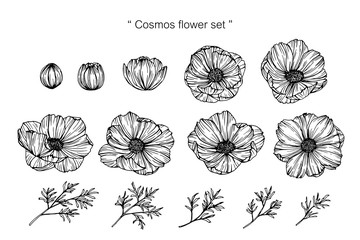 Cosmos flower drawing illustration.